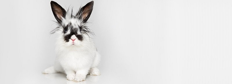 Tier Infos Kaninchen  