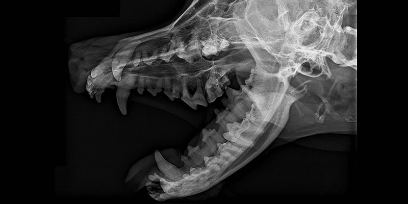 Röntgenbild Gebiss Hund