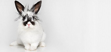 Tier Infos Kaninchen
