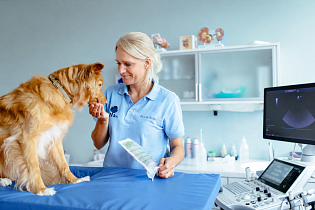 Tierarzt/Tierärztin (m/w/d) mit Schwerpunkt Innere Medizin