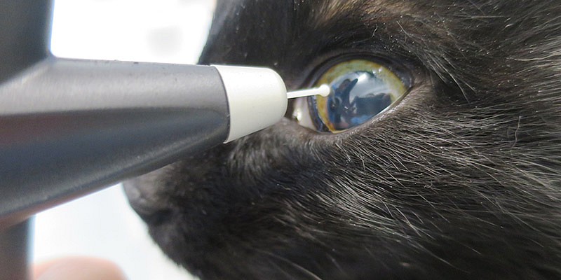Augendruckmessung bei einer Katze
