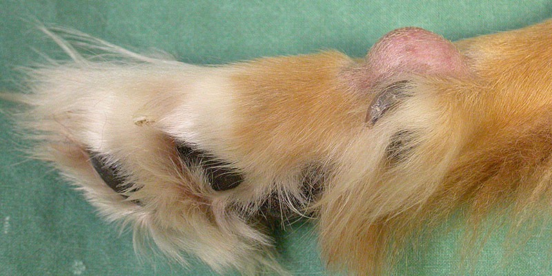 Neoplasie am Fuß beim Hund