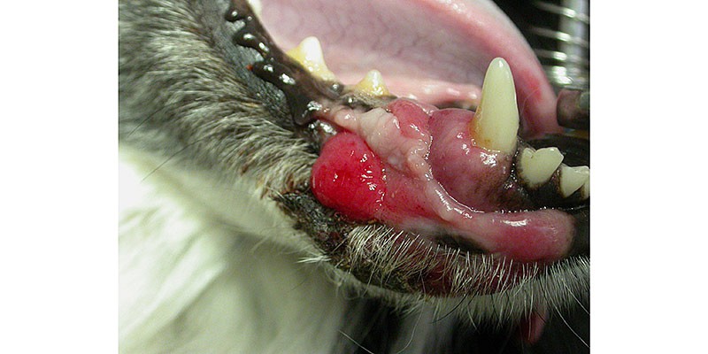 Neoplasie Schleimhaut Unterkiefer beim Hund